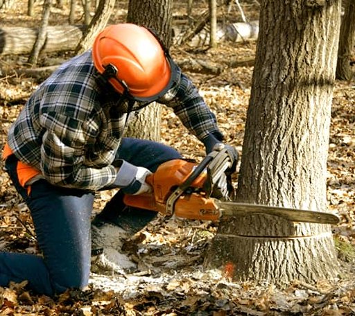 Tree Removal in Hillsboro, MD